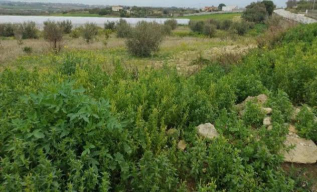 Immobile in asta di 48970 m² in vendita a Noto - Foto 3
