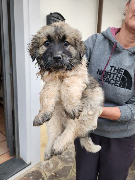 BELL, CUCCIOLA DI DUE MESI