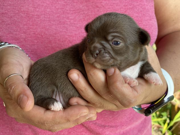 Mini cuccioli chihuahua - Foto 3