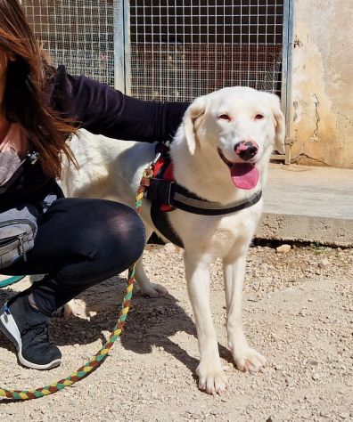 Blanche da cucciola vive in canile - Foto 10