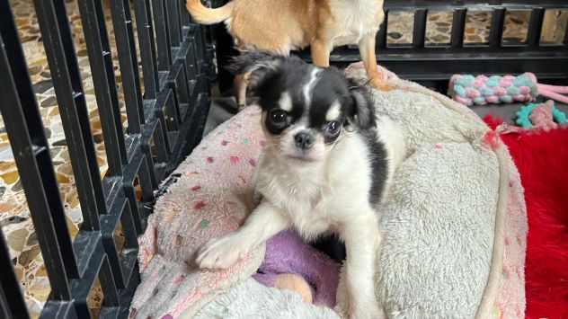 Cuccioli di chihuahua - Foto 3