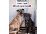 ZELDA (mamma) E LAVINIA (figlia), dolcissime  CAGNOLONE IN ADOZIONE