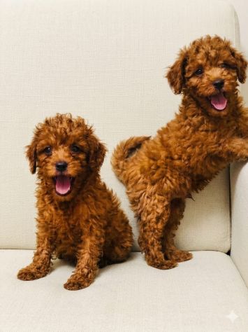 BELLISSIMI CUCCIOLI DI BARBONCINI RED TOY - Foto 2