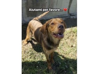 LENNON UNA DOLCEZZA DA SALVARE CANE IN ADOZIONE