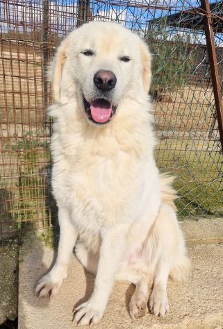 LEO,DOPO L'INFERNO,MERITA UNA STUPENDA ADOZIONE! - Foto 3