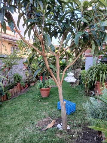 Villetta trifamiliare in vendita a Marina di Massa - Massa 150 mq Rif: 1335387 - Foto 3