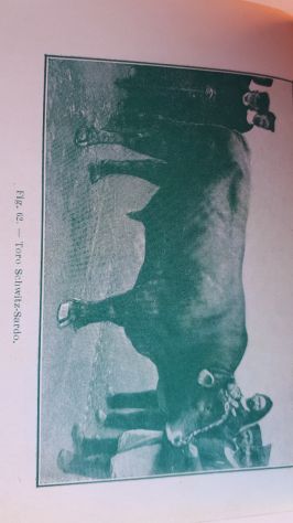 HOEPLI 1917 razze bovine, equine.... - Foto 7