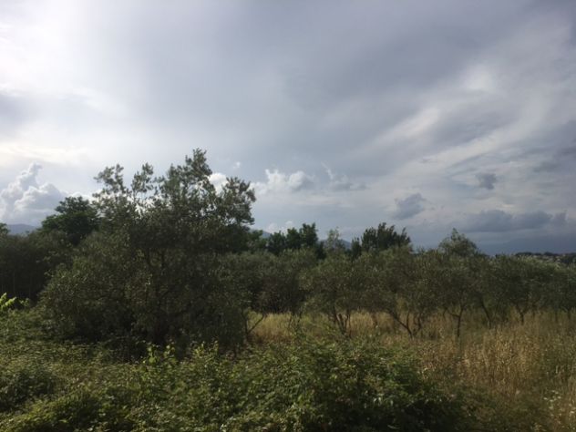 Terreno agricolo a Montecalvoli ( PI ) - Foto 4