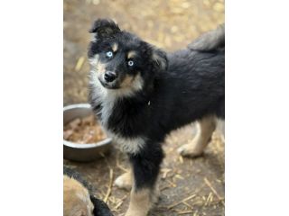 YUKON & ALASKA, magnifici cuccioli OCCHI BLU!
