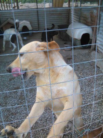 ADAMO, splendido mix labrador - Foto 3
