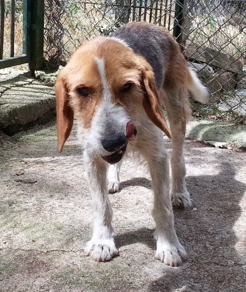 JOHN, dolce ed affettuoso - Foto 3