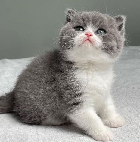 BRITISH SHORTHAIR CUCCIOLI ESOTICI - pag dilazionato