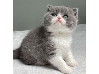 BRITISH SHORTHAIR CUCCIOLI ESOTICI - pag dilazionato
