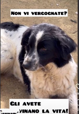 LARA E XENA incrocio border collie, giovani cagnoline in adozione di coppia. - Foto 4