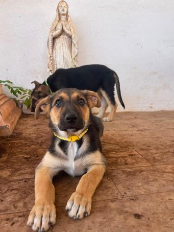 Regalo cucciola incrocio pastore tedesco - Foto 5