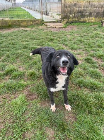 BENNY , UNA PICCOLA TENEREZZA, CANE IN ADOZIONE TG MEDIO CONTENUTA