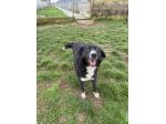 BENNY , UNA PICCOLA TENEREZZA, CANE IN ADOZIONE TG MEDIO CONTENUTA