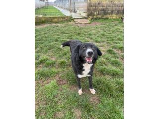 BENNY , UNA PICCOLA TENEREZZA, CANE IN ADOZIONE TG MEDIO CONTENUTA