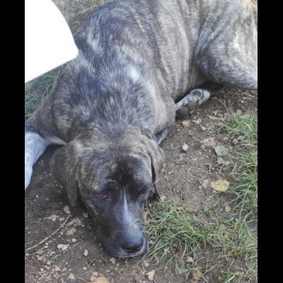 ZENO SOCIEVOLE E COCCOLONE CANE IN ADOZIONE - Foto 7