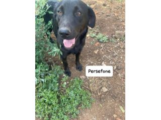 Persefone simil labrador
