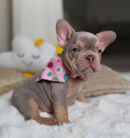 BULLDOG FRANCESE CUCCIOLI BLU TAN disponibili - pag agevolato - Foto 3