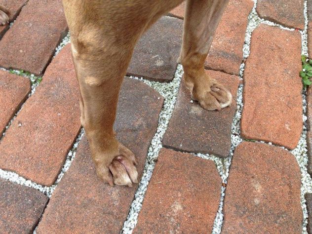 KAY, pitbull in cerca di casa - Foto 2