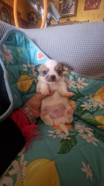 Chihuahua toy - Foto 2