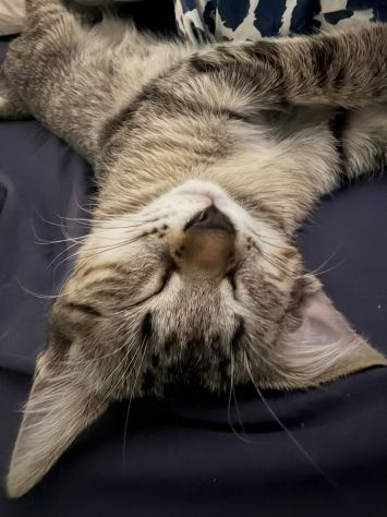 Lilì gattina - Foto 2