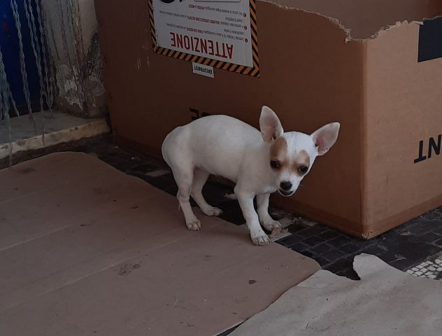 Cucciola si chiwawa femmina