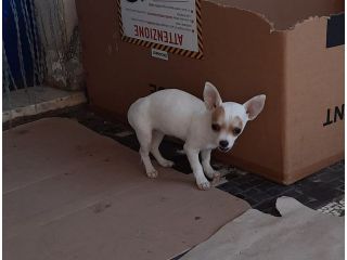 Cucciola si chiwawa femmina