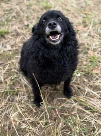 DIOR, cagnolina sorridente cerca amore! - Foto 7