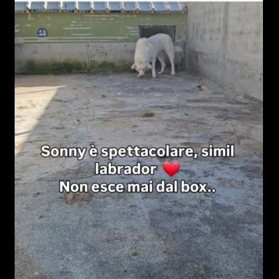 SONNY  molto affettuoso, CANE IN ADOZIONE tg media - Foto 9