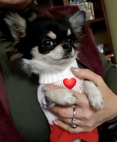 Chihuahua toy femmina Pedigree - Foto 2