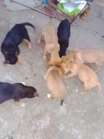Regali cuccioli cane meticcio