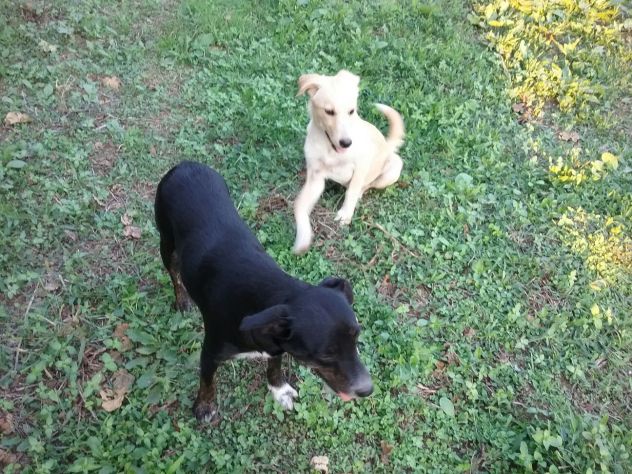 Due cagnoline dolci e affettuose mix labrador - Foto 3