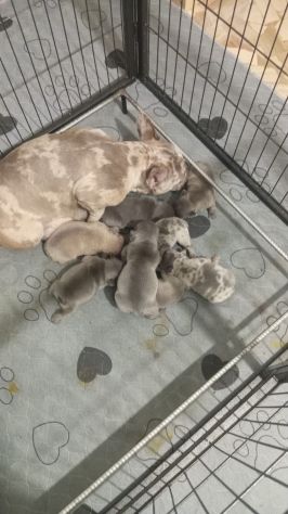 Cuccioli bulldog francese esotico