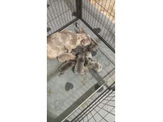 Cuccioli bulldog francese esotico