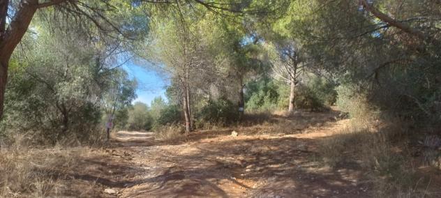 FOLLONICA VENDESI TERRENO AGRICOLO - Foto 2