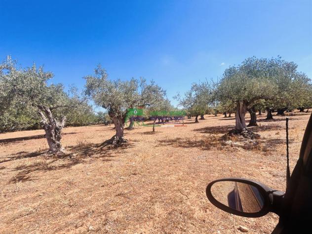 Rif: 2638 - Terreno Agricolo con Uliveto e Carrubeto – 1.950 mq - Foto 2