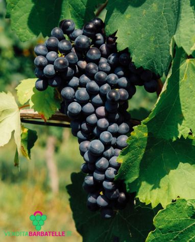 100 anni di Vino in OLTREPO - Foto 4