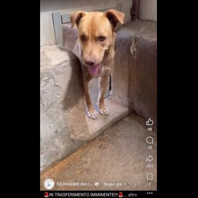 Il dolce Freesby cerca casa cane in adozione - Foto 4
