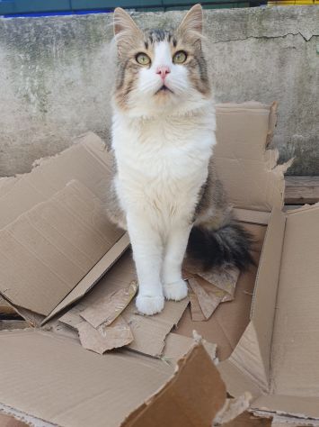 regalo gatto adozione di amore