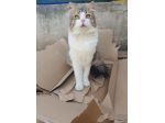 regalo gatto adozione di amore