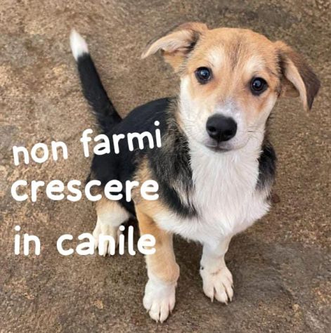 CUCCIOLO 4 MESI Taglia media - Foto 2