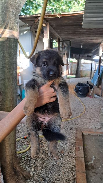 Cuccioli di pastore tedesco - Foto 2