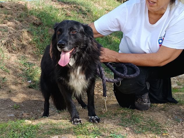 JACK bellissimo e socievolissimo CANE IN ADOZIONE - Foto 7