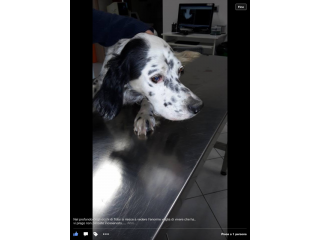 TOBY, setter dolcissimo