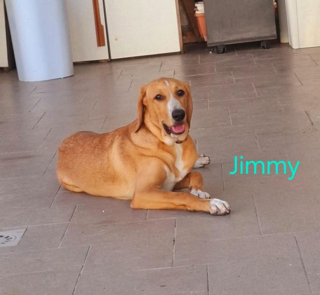 Jimmy, 11 mesi, dolcissimo - Foto 6