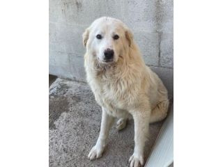 CANDY MAREMMANA 3 ANNI ORA E’ IN CANILE