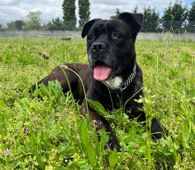 CHERRY BELLISSIMA BOXER - Foto 6